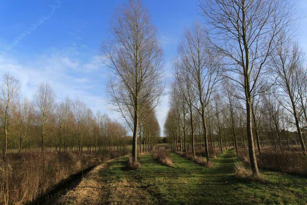 A tree typically takes 18 years before it can become cricket bats. One tree, once felled, produces around 40 bat clefts A tree typically takes 18 years before it can become cricket bats. One tree, once felled, produces around 40 bat clefts
